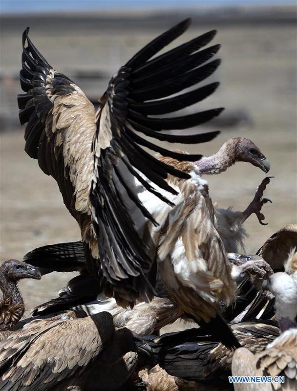 Photo taken on May 12, 2018 shows black vultures fighting for food in Damxung County, southwest China\'s Tibet Autonomous Region. (Xinhua/Chogo)