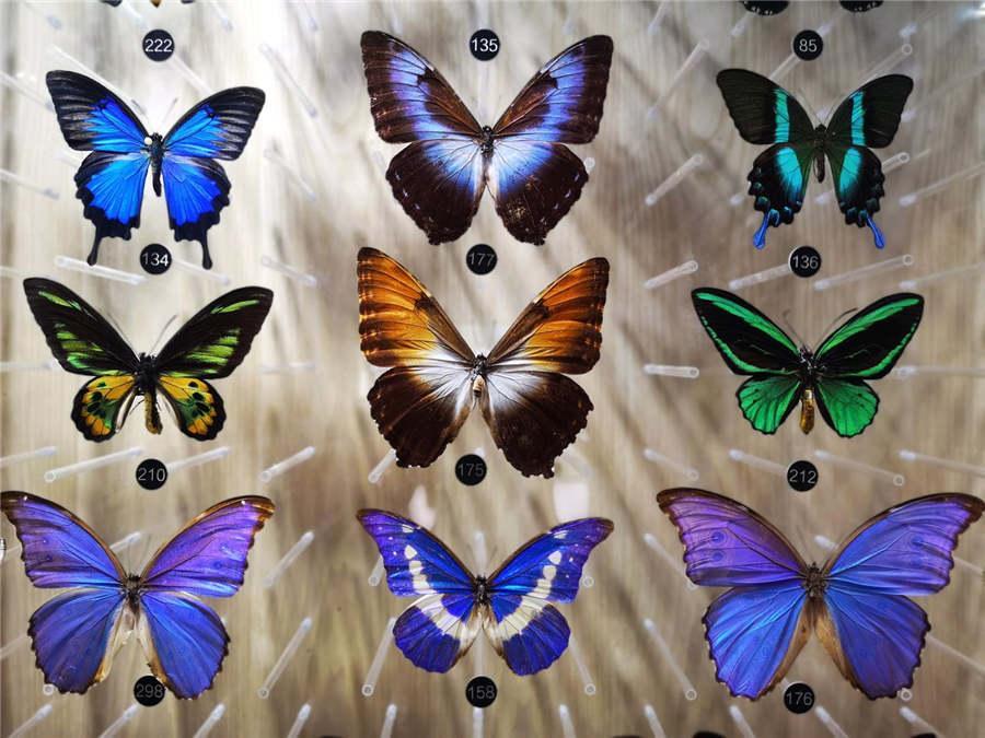 Specimens of different butterflies showcased at the museum. (Photo provided to chinadaily.com.cn)
Luehdorfia chinensis, or Chinese Luehdorfia, is a rare butterfly species under state-level protection in China. The insect mainly inhabits the middle and lower reaches of the Yangtze River. Nanjing, capital of East China\'s Jiangsu province, is home to the largest number of Chinese Luehdorfias.
A Chinese Luehdorfia has to experience 300 days as a pupa before morphing into a butterfly. But after that, they only live 7 to 20 days, according to the Chinese Luehdoefia Natural History Museum.
Nestled in Nanjing\'s Laoshan Mountain, the Chinese Luehdorfia Natural History Museum is dedicated to protecting the declining species. On show at the museum are more than 400 specimens collected from around the globe, images of different stages of the insect\'s life - from hatching to death. The museum has also documented scholars\' achievements in saving the threatened insect over the past 30 years.