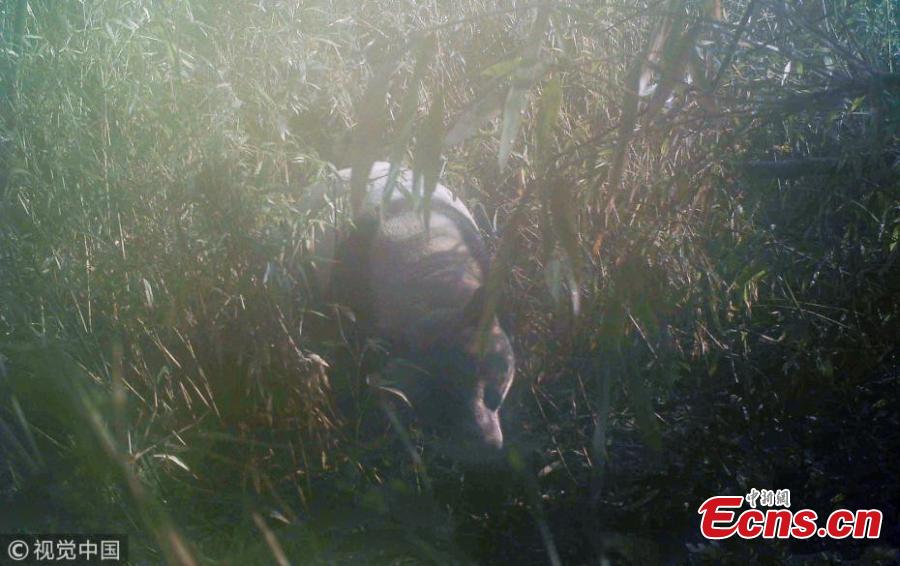 Photo taken with an infrared camera shows a wild giant panda in the Baishui River National Nature Reserve in Pengzhou City, Southwest China’s Sichuan Province. Ever since the first giant panda was found in the reserve in 2000, local authorities have increased efforts to protect biodiversity, fight against illegal hunting, and improve the local ecological system. (Photo/VCG)