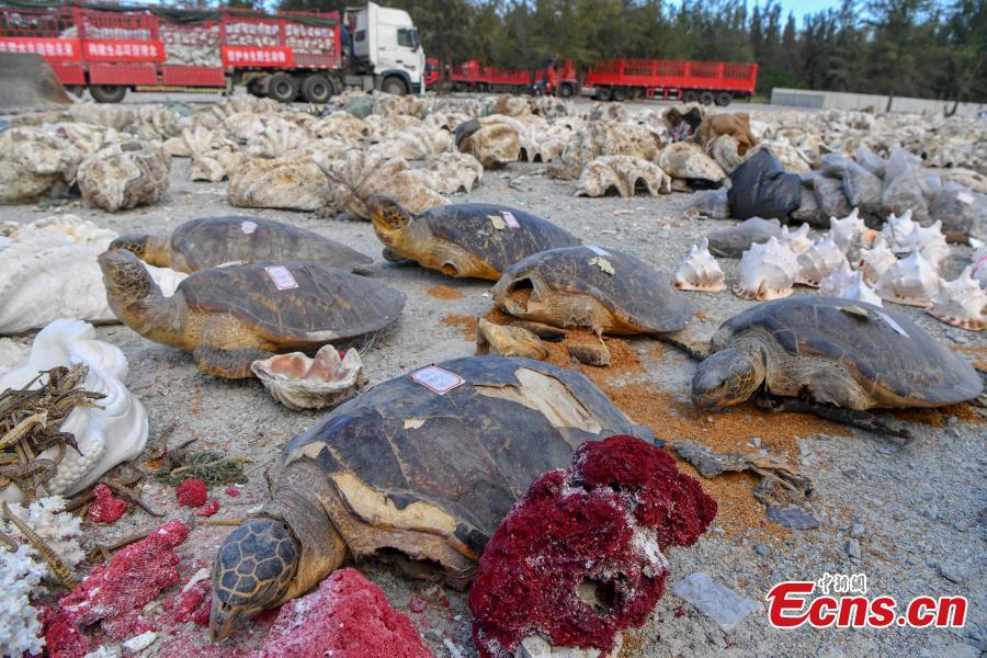 Aquatic wildlife and their products, seized in efforts to curb illegal trading in four provinces, are destroyed collectively in Sanya City, South China’s Hainan Province, May 23, 2018. Authorities destroyed more than 6,000 aquatic wildlife products that weighed about 40 tons and were valued at nearly 100 million yuan ($15 million). (Photo: China News Service/Luo Yunfei)