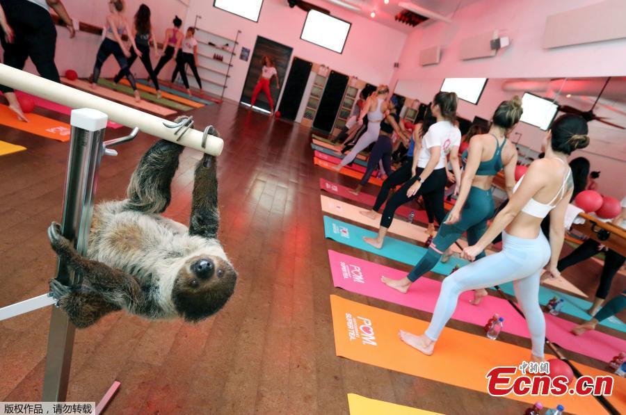 POM Wonderful Antioxidant Super Tea kicks off Memorial Day weekend hanging out with Lola the Sloth at the first-ever Sloth Barre class at Barre Belle on Thursday, May 24, 2018 in Los Angeles. (Photo/Agencies)