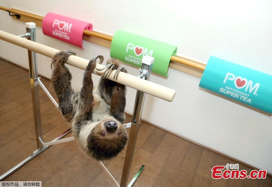 POM Wonderful Antioxidant Super Tea kicks off Memorial Day weekend hanging out with Lola the Sloth at the first-ever Sloth Barre class at Barre Belle on Thursday, May 24, 2018 in Los Angeles.(Photo/Agencies)