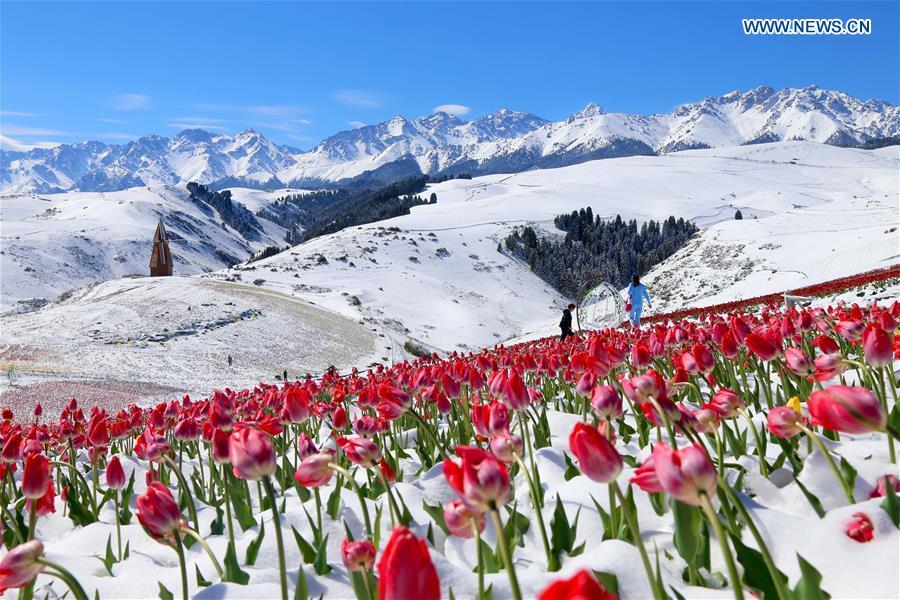 Photo taken on May 25, 2018 shows tulips in snow at the Jiangbulake scenery spot in Qitai County, northwest China\'s Xinjiang Uyghur Autonomous Region, May 25, 2018. A snowfall hit Qitai County on May 24. (Xinhua/Gao Jing)