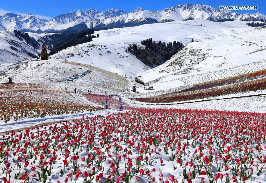 Photo taken on May 25, 2018 shows tulips in snow at the Jiangbulake scenery spot in Qitai County, northwest China\'s Xinjiang Uyghur Autonomous Region, May 25, 2018. A snowfall hit Qitai County on May 24. (Xinhua/Gao Jing)