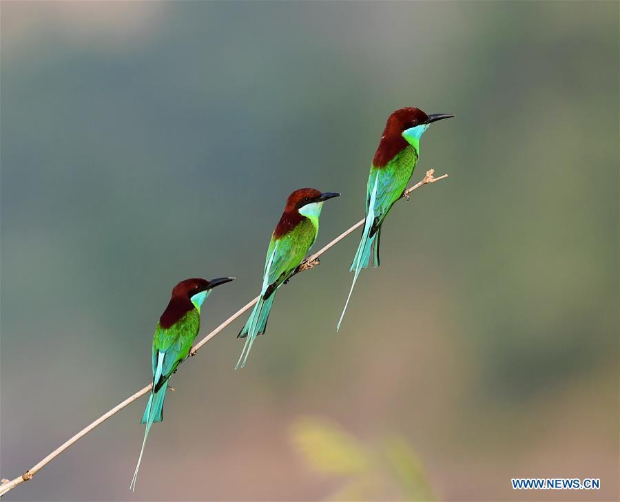 Blue-throated bee-eaters perch on a branch at Houlou Village, Yangzhong Town, Youxi County, southeast China\'s Fujian Province, May 25, 2018. (Xinhua/Mei Yongcun)