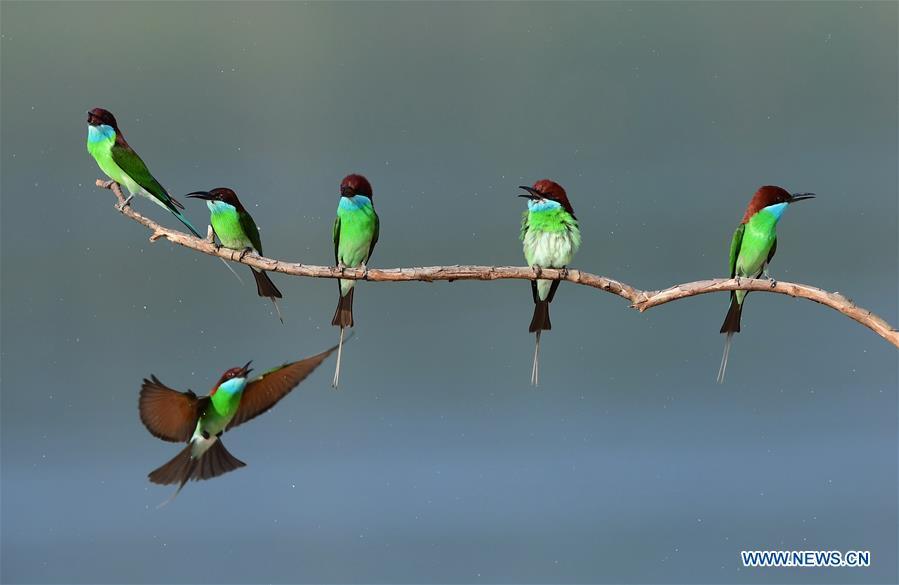Blue-throated bee-eaters perch on a branch in Luxia Town, Nanping City, southeast China\'s Fujian Province, May 25, 2018. (Xinhua/Mei Yongcun)