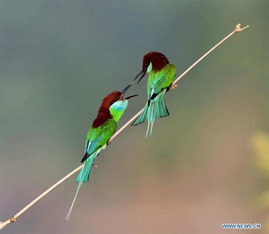 Blue-throated bee-eaters sport at Houlou Village, Yangzhong Town, Youxi County, southeast China\'s Fujian Province, May 28, 2018. (Xinhua/Mei Yongcun)