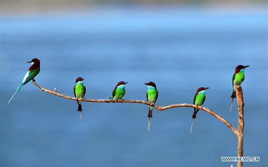 Blue-throated bee-eaters perch on a branch in Luxia Town, Nanping City, southeast China\'s Fujian Province, May 25, 2018. (Xinhua/Mei Yongcun)
