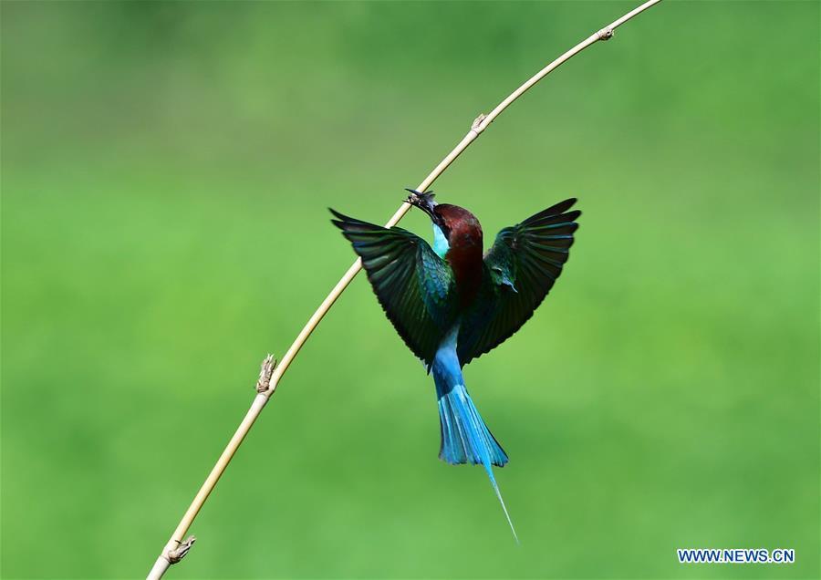 A blue-throated bee-eater forages at Houlou Village, Yangzhong Town, Youxi County, southeast China\'s Fujian Province, May 25, 2018. (Xinhua/Mei Yongcun)