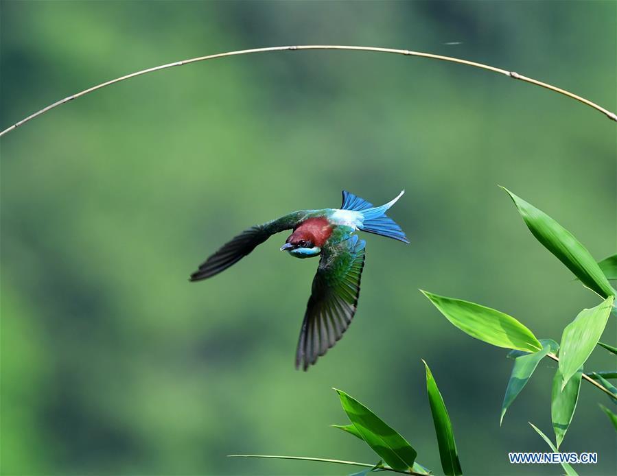 A blue-throated bee-eater flies at Houlou Village, Yangzhong Town, Youxi County, southeast China\'s Fujian Province, May 25, 2018. (Xinhua/Mei Yongcun)