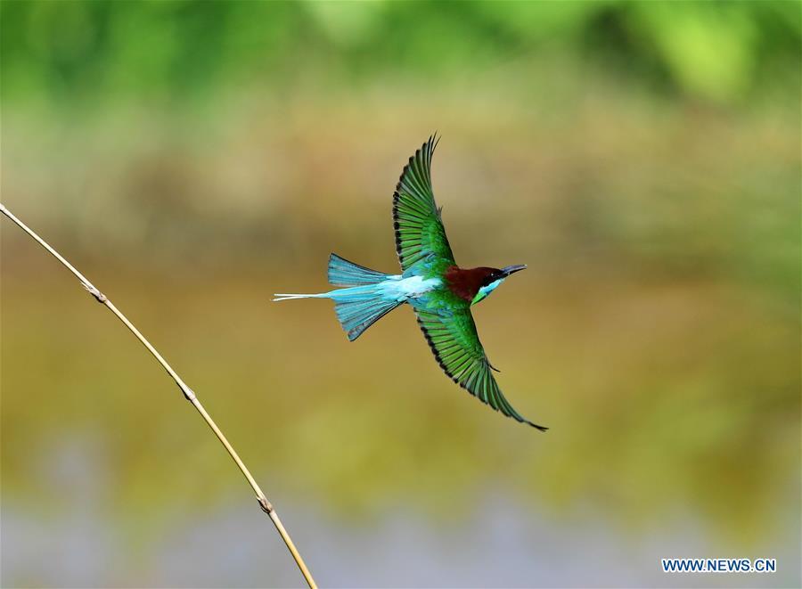 A blue-throated bee-eater flies at Houlou Village, Yangzhong Town, Youxi County, southeast China\'s Fujian Province, May 25, 2018. (Xinhua/Mei Yongcun)