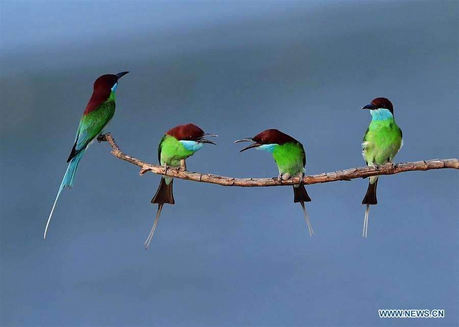 Blue-throated bee-eaters perch on a branch in Luxia Town, Nanping City, southeast China\'s Fujian Province, May 25, 2018. (Xinhua/Mei Yongcun)