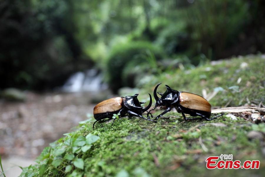 Staff members at the Insect Museum of West China found a five-horned rhinoceros beetle with four large horns on its prothorax and one extra-long cephalic horn on Qingcheng Mountain in Chengdu City, Sichuan Province. The 7-centimeter-long beetle is said to be the first five-horned rhinoceros beetle found in the province. (Photo: China News Service/Zhao Li)