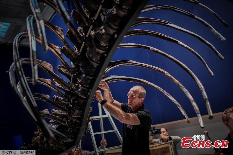 A 67-million-year old female Tyrannosaurus Rex discovered in the United States in 2013 is ready for an exhibition at the National Museum of Natural History in Paris, France. An exhibition titled \