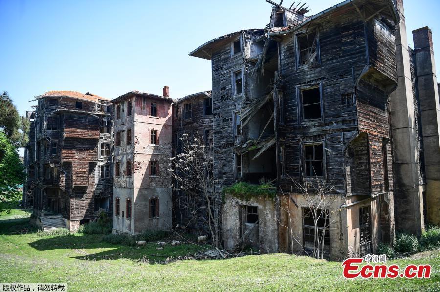 Europe\'s largest wooden building and second largest in the world, located on Istanbul\'s Büyükada island, is now among the seven most endangered cultural heritage sites identified by the organization Europe Nostra. Built at the end of the 19th century, the Prinkipo Greek Orthodox orphanage was initially designed to be a luxury casino hotel. Neglected and ravaged by the elements for more than five decades, the aging Prinkipo Greek Orthodox orphanage is in danger of collapse. (Photo/Agencies)