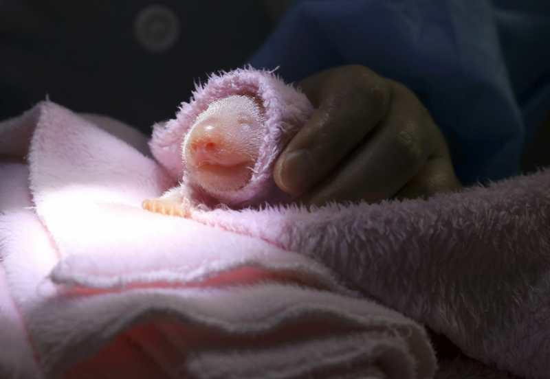 Giant panda Meng Meng gave birth to twin female cubs at the Chengdu Research Base of Giant Panda Breeding in Southwest China\'s Sichuan Province on May 23, 2018. (Photo/Chengdu Research Base of Giant Panda Breeding)