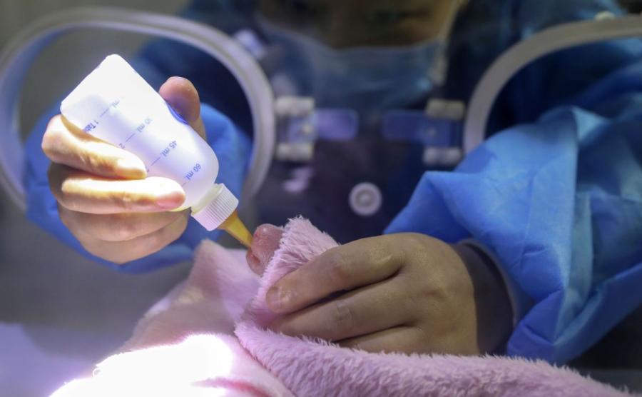 Giant panda Meng Meng gave birth to twin female cubs at the Chengdu Research Base of Giant Panda Breeding in Southwest China\'s Sichuan Province on May 23, 2018. (Photo/Chengdu Research Base of Giant Panda Breeding)