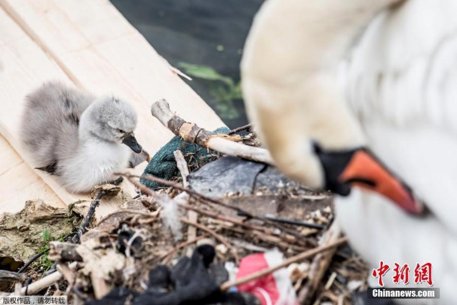 A swan and its cygnets are seen in a nest made partly of rubbish from the lake near Queen Louise\'s Bridge in Copenhagen, Denmark, May 28, 2018. (Photo/Agencies)