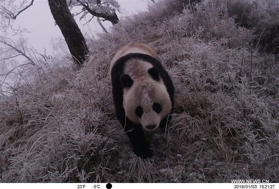 Photo taken on Jan. 3, 2018 by an infrared camera shows a wild giant panda in Baishuijiang National Nature Reserve in northwest China\'s Gansu Province. (Xinhua/Baishuijiang National Nature Reserve)