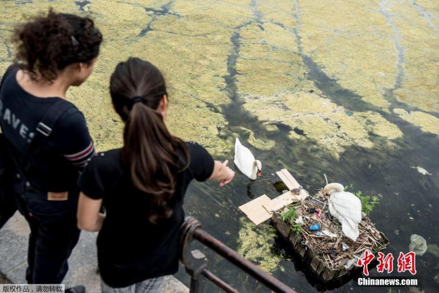 Swans and their cygnets are seen in a nest made partly of rubbish from the lake near Queen Louise\'s Bridge in Copenhagen, Denmark, May 28, 2018. (Photo/Agencies)