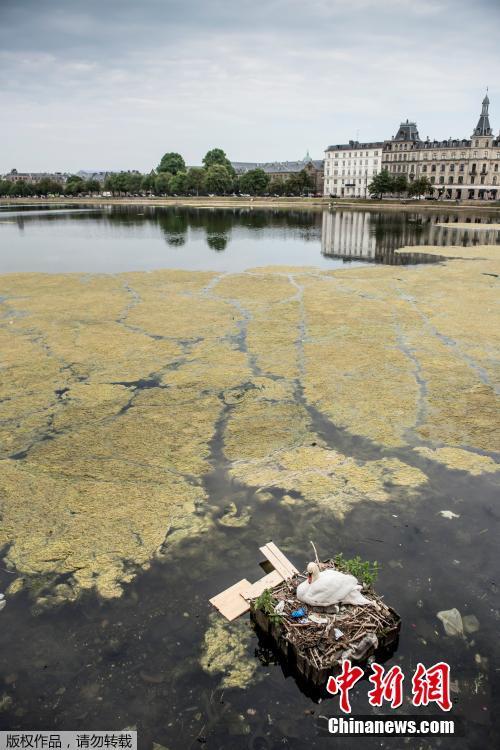 A swan and its cygnets are seen in a nest made partly of rubbish from the lake near Queen Louise\'s Bridge in Copenhagen, Denmark, May 28, 2018. (Photo/Agencies)