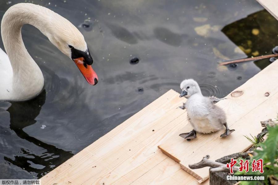 A swan and its cygnets are seen in a nest made partly of rubbish from the lake near Queen Louise\'s Bridge in Copenhagen, Denmark, May 28, 2018. (Photo/Agencies)