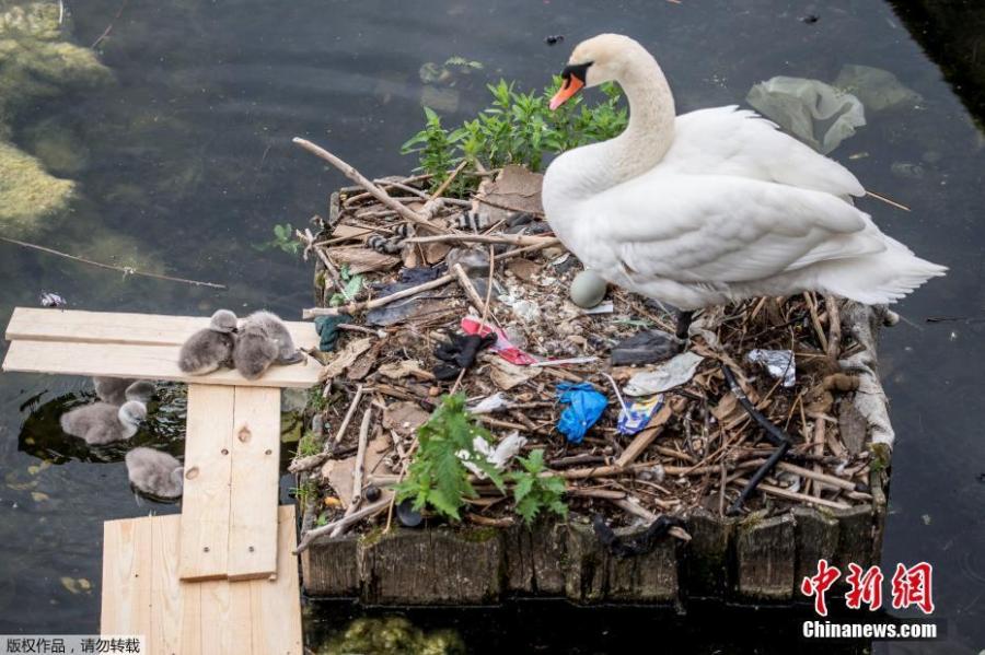 A swan and its cygnets are seen in a nest made partly of rubbish from the lake near Queen Louise\'s Bridge in Copenhagen, Denmark, May 28, 2018. (Photo/Agencies)