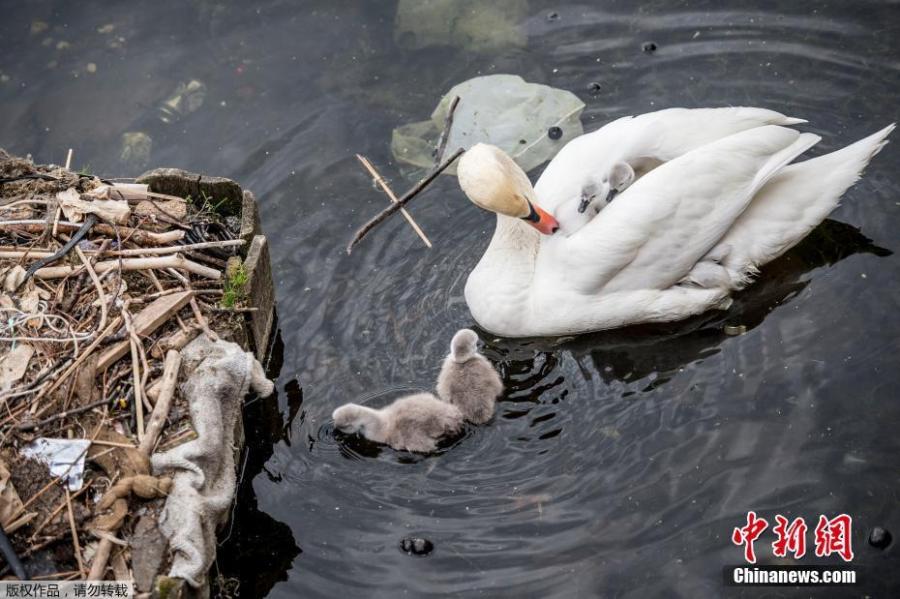 Swans and their cygnets are seen in a nest made partly of rubbish from the lake near Queen Louise\'s Bridge in Copenhagen, Denmark, May 28, 2018. (Photo/Agencies)