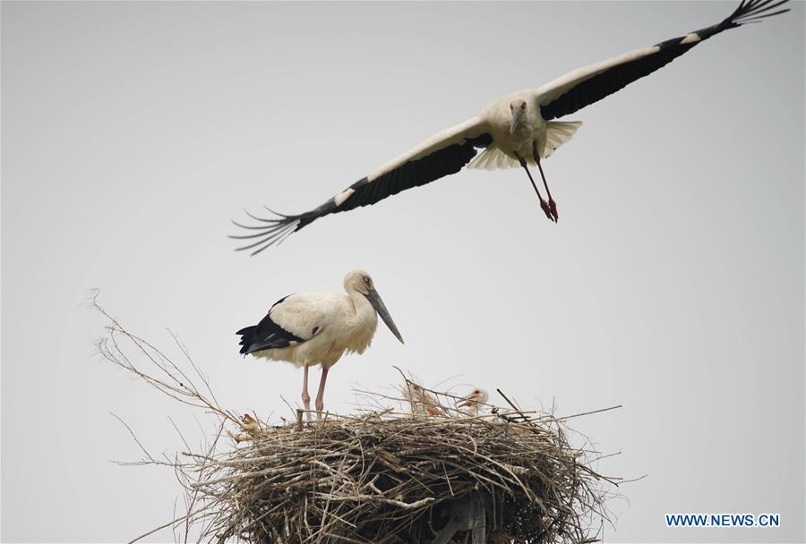 Photo taken on May 28, 2018 shows two oriental white storks and nestlings at a wetland in Tangshan, north China\'s Hebei Province. More than 10 pairs of oriental white storks nested at the wetland to incubate eggs. The oriental white stork is listed as endangered by the International Union for Conservation of Nature. (Xinhua/Yao Shiyao)