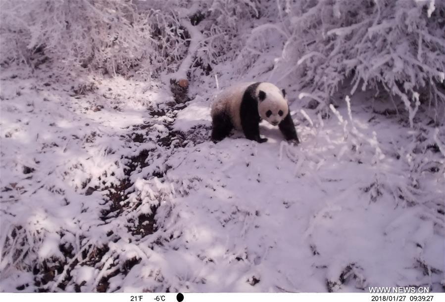 Photo taken on Jan. 27, 2018 by an infrared camera shows a wild giant panda in Baishuijiang National Nature Reserve in northwest China\'s Gansu Province. (Xinhua/Baishuijiang National Nature Reserve)