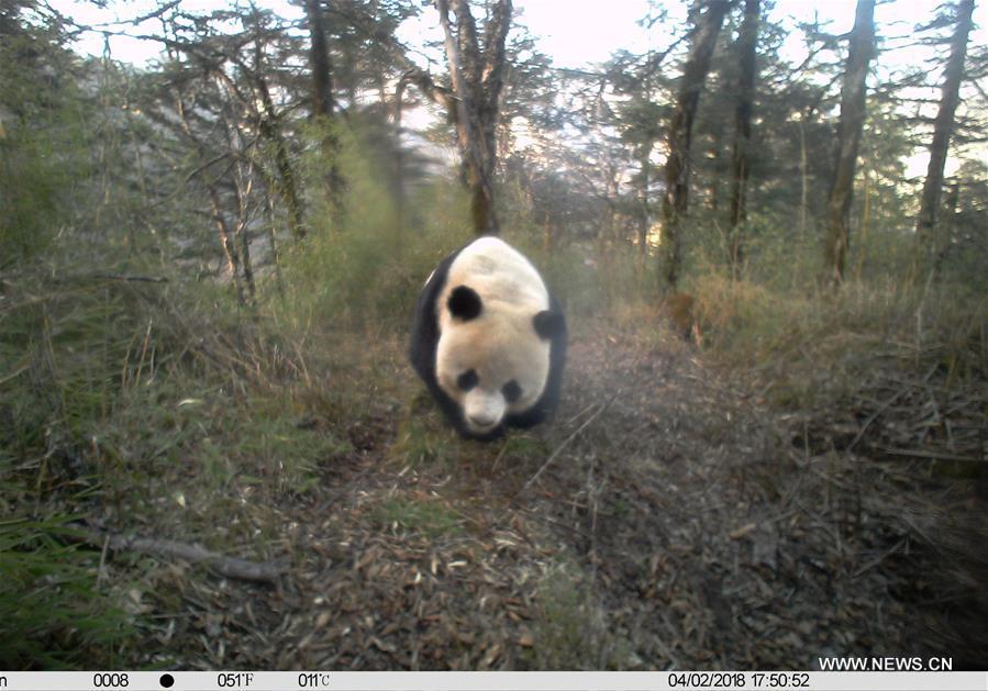 Photo taken on April 2, 2018 by an infrared camera shows a wild giant panda in Baishuijiang National Nature Reserve in northwest China\'s Gansu Province. (Xinhua/Baishuijiang National Nature Reserve)