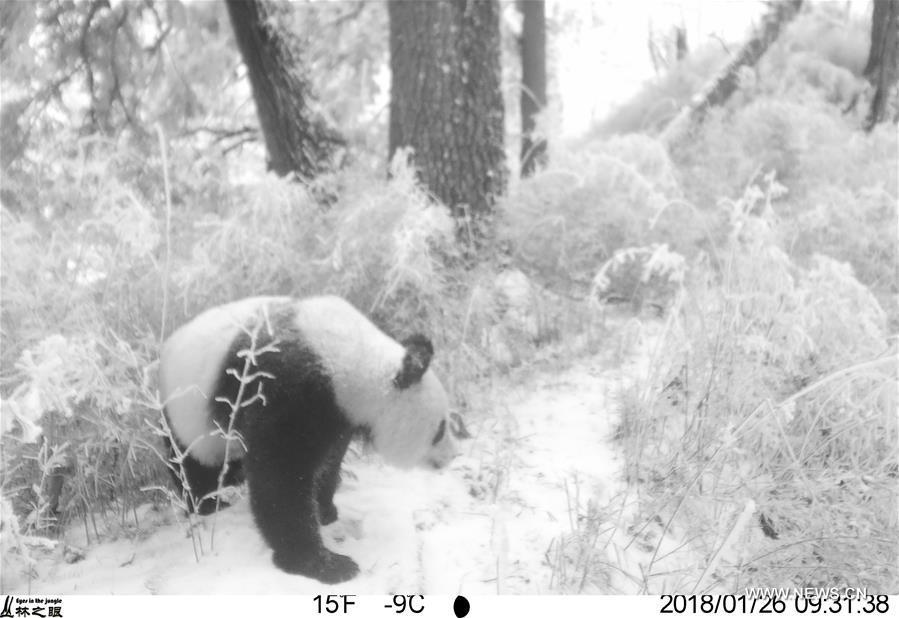 Photo taken on Jan. 26, 2018 by an infrared camera shows a wild giant panda in Baishuijiang National Nature Reserve in northwest China\'s Gansu Province. (Xinhua/Baishuijiang National Nature Reserve)