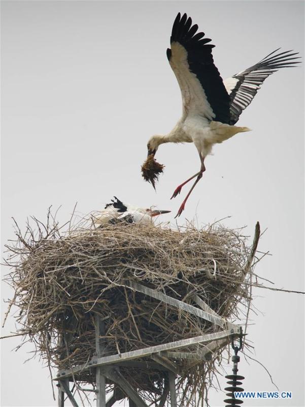 Photo taken on May 28, 2018 shows an oriental white stork nesting at a wetland in Tangshan, north China\'s Hebei Province. More than 10 pairs of oriental white storks nested at the wetland to incubate eggs. The oriental white stork is listed as endangered by the International Union for Conservation of Nature. (Xinhua/Yao Shiyao)