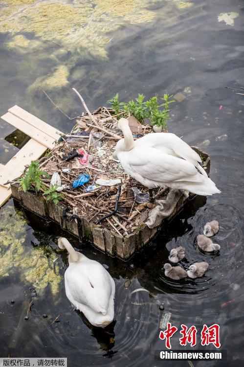 Swans and their cygnets are seen in a nest made partly of rubbish from the lake near Queen Louise\'s Bridge in Copenhagen, Denmark, May 28, 2018. (Photo/Agencies)