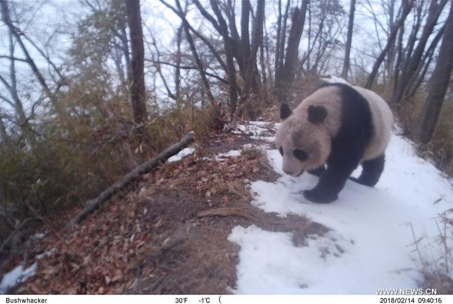Photo taken on Feb. 14, 2018 by an infrared camera shows a wild giant panda in Baishuijiang National Nature Reserve in northwest China\'s Gansu Province. (Xinhua/Baishuijiang National Nature Reserve)