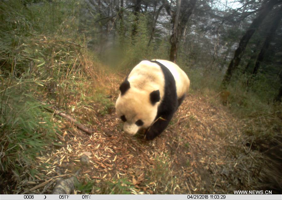 Photo taken on April 21, 2018 by an infrared camera shows a wild giant panda in Baishuijiang National Nature Reserve in northwest China\'s Gansu Province. (Xinhua/Baishuijiang National Nature Reserve)