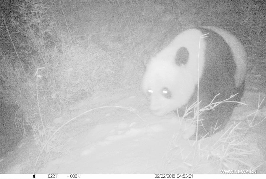 Photo taken on Feb. 9, 2018 by an infrared camera shows a wild giant panda in Baishuijiang National Nature Reserve in northwest China\'s Gansu Province. (Xinhua/Baishuijiang National Nature Reserve)