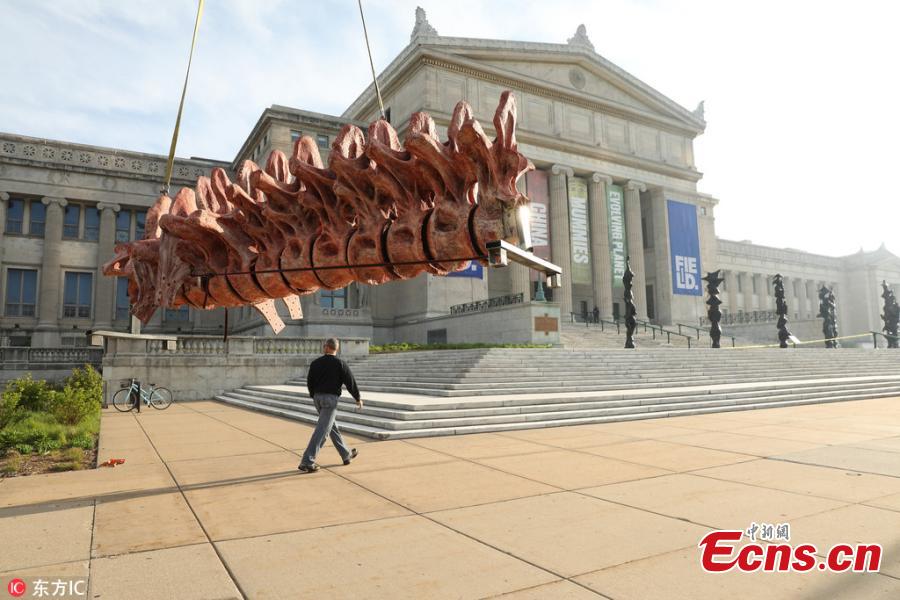 Over the course of four days, scientists assembled a cast of the biggest dinosaur discovered to date. The cast assembled at Chicago\'s Field Museum, named Maximo, is 37 meter across and stands six meter tall at the head. Maximo is a member of the species Patagotitan mayorum, a long-necked, plant-eating dinosaur that lived over 100 million years ago in what is now Patagonia, Argentina. The cast takes up a third of the museum\'s main hall. Maximo is modeled from the fossil bones of seven individual dinosaurs of the same species that were excavated from a quarry.(Photo/IC)