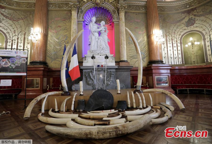 Seized ivory articles and elephant tusks are presented before their distruction in Nice, France, May 30, 2018. (Photo/Agencies)