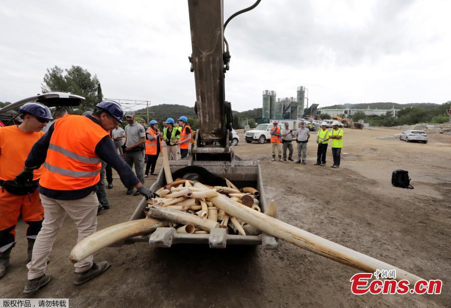 French environment police watch as workers use a grinder to destroy more than 500 kilos of seized ivory products, including elephant tusks, in Antibes, France, May 30, 2018.  (Photo/Agencies)