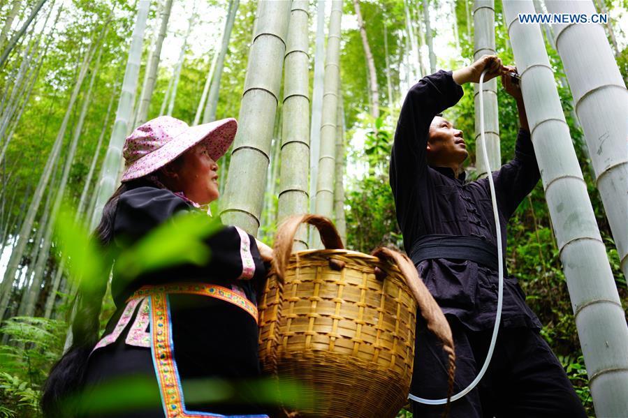Villagers inject wine into bamboo at Daliu Village, Longji Town, Longsheng County, south China\'s Guangxi Zhuang Autonomous Region, May 29, 2018. Best known for its rich bamboo materials, Longji has developed bamboo wine industry in recent years. The bamboo wine, usually taking three or four months for brewing in growing bamboos, is popular here. (Xinhua/Huang Yongdan)