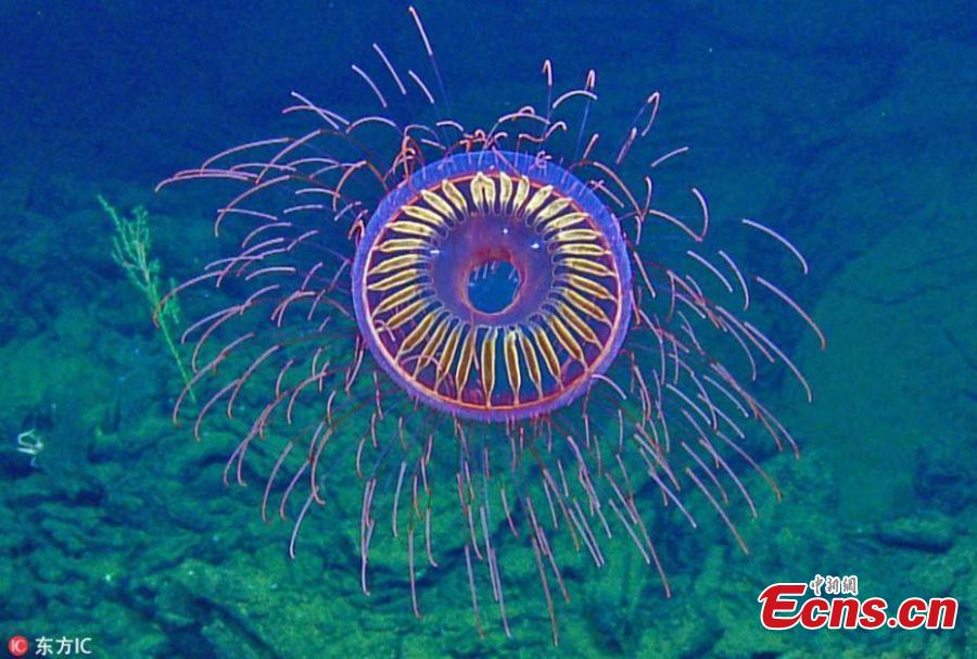 Scientists aboard the exploration vessel Nautilus have captured video footage of a neon burst of beauty in the Revillagigedo Archipelago off Baja California, Mexico, at 1,225 meters (4,019 feet) below the sea via their remotely controlled deep-water vehicle dubbed Hercules. According to the team, it\'s a Halitrephes maasi jellyfish, which they liken to a sudden barrage of \