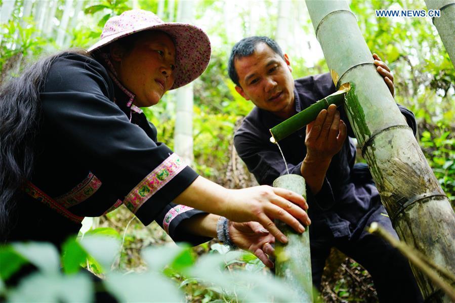 Villagers collect wine from a segment of bamboo at Daliu Village, Longji Town, Longsheng County, south China\'s Guangxi Zhuang Autonomous Region, May 29, 2018. Best known for its rich bamboo materials, Longji has developed bamboo wine industry in recent years. The bamboo wine, usually taking three or four months for brewing in growing bamboos, is popular here. (Xinhua/Huang Yongdan)