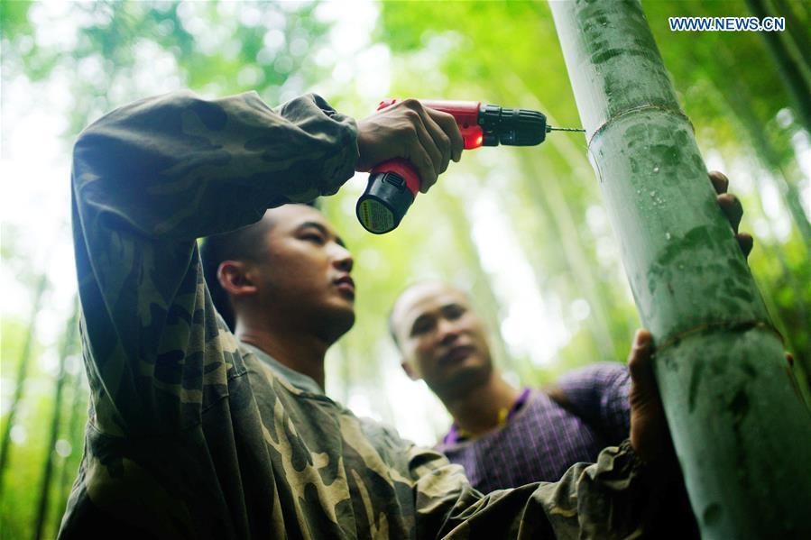 Villagers drills a hole on a bamboo so as to inject wine into it for secondary fermentation at Daliu Village, Longji Town, Longsheng County, south China\'s Guangxi Zhuang Autonomous Region, May 30, 2018. Best known for its rich bamboo materials, Longji has developed bamboo wine industry in recent years. The bamboo wine, usually taking three or four months for brewing in growing bamboos, is popular here. (Xinhua/Huang Yongdan)