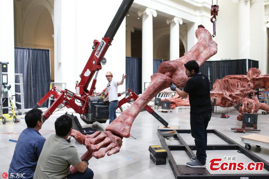 Over the course of four days, scientists assembled a cast of the biggest dinosaur discovered to date. The cast assembled at Chicago\'s Field Museum, named Maximo, is 37 meter across and stands six meter tall at the head. Maximo is a member of the species Patagotitan mayorum, a long-necked, plant-eating dinosaur that lived over 100 million years ago in what is now Patagonia, Argentina. The cast takes up a third of the museum\'s main hall. Maximo is modeled from the fossil bones of seven individual dinosaurs of the same species that were excavated from a quarry.(Photo/IC)