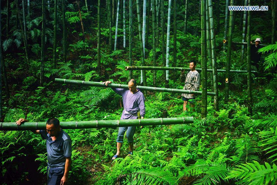 Villagers carry bamboo with wine in it at Daliu Village, Longji Town, Longsheng County, south China\'s Guangxi Zhuang Autonomous Region, May 30, 2018. Best known for its rich bamboo materials, Longji has developed bamboo wine industry in recent years. The bamboo wine, usually taking three or four months for brewing in growing bamboos, is popular here. (Xinhua/Huang Yongdan)