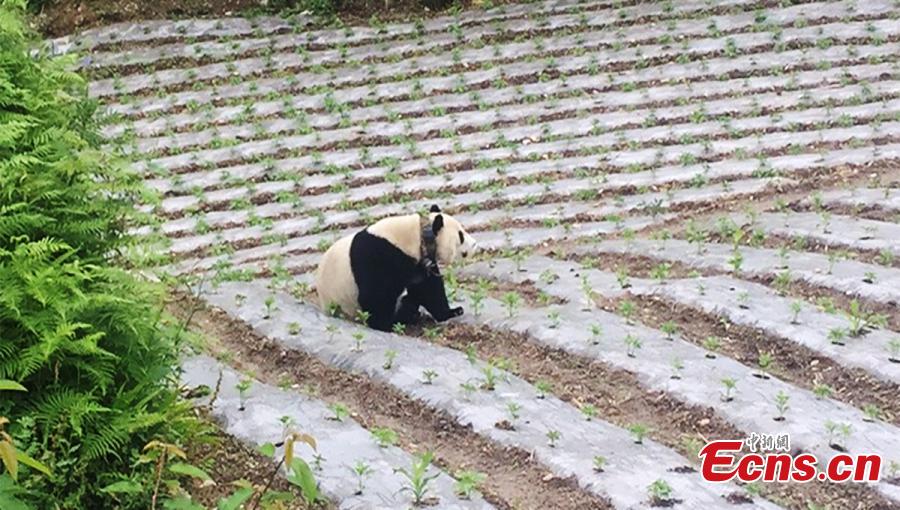 A captive giant panda released into the wild for research purposes strolls about in a village in Wenchuan County, Southwest China’s Sichuan Province, May 31, 2018. Many villagers took the opportunity to take photos or make videos of the bear’s surprise visit. (Photo: China News Service/Wu Paiyong)