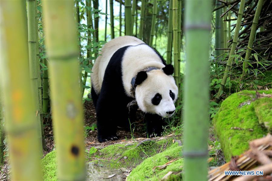 A giant panda is spotted wandering in Jinbo Village, Wenchuan County, southwest China\'s Sichuan Province, May 31, 2018. A giant panda has been caught casually wandering around a village in southwest China\'s Sichuan Province Thursday morning, as locals were repairing a road. Worried about scaring the animal, the villagers immediately stopped working and reported its presence to forestry authority and the local government. The China Conservation and Research Center for Giant Pandas said it was a captive panda that belonged to the center. (Xinhua/Wu Paiyong)