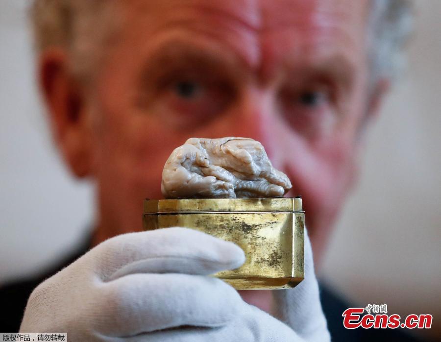 Herman Dommisse, the owner of The Sleeping Lion Pearl, which once belonged to Catherine the Great and believed to be the world\'s largest freshwater pearl, shows the pearl before being auctioned in the Hague, Netherlands May 28, 2018. (Photo/Agencies)