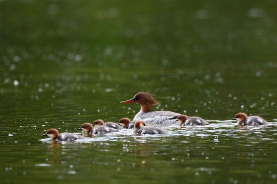 A Chinese merganser with its babies is seen at a water area in NE Jilin\'s Fusong county. Jin Zhigui, a photographer, got the perfect shot after waiting for two weeks. As the ecological environment improves every year, more than 200 Chinese mergansers will fly to Changbai Mountain region in the spring. (Photo by Jin Zhigui/for chinadaily.com.cn)